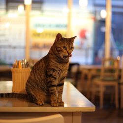 Café Katzentempel