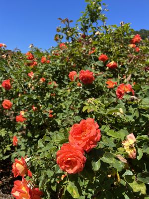 Exposition Park Rose Garden by null