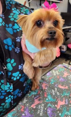 Schedule By Appointment/Nail Paint Walk-ins! - We are here to provide an enjoyable and peaceful experience for your furry best friend! Schedule By Appointment/Nail Paint Walk-ins! - We are here to provide an enjoyable and peaceful experience for your furry best friend!