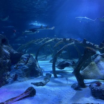 SEA LIFE Grapevine Aquarium - Aquariums Near Me - Grapevine, Texas