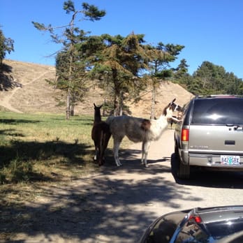 Olympic Game Farm - Zoos Near Me - Sequim, Washington Olympic Game Farm - Zoos Near Me - Sequim, Washington