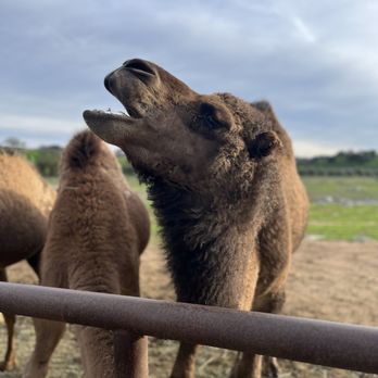 Oasis Camel Dairy - Attraction Farms Near Me - Ramona, California Oasis Camel Dairy - Attraction Farms Near Me - Ramona, California