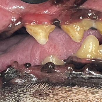 Vip Pet Smile - Before cleaning - Pet Groomers Near Me