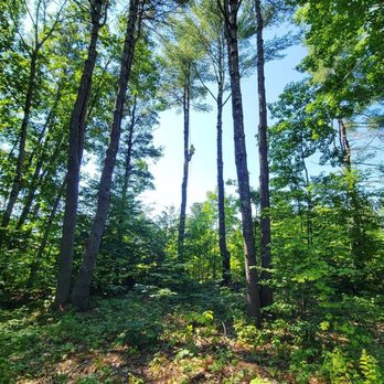 Pinnacle Tree Professional Arborists - Tree Services Near Me - Hallowell, Maine