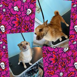 FurReal Groomers