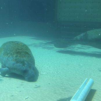 Clearwater Marine Aquarium - Aquariums Near Me - Clearwater, Florida