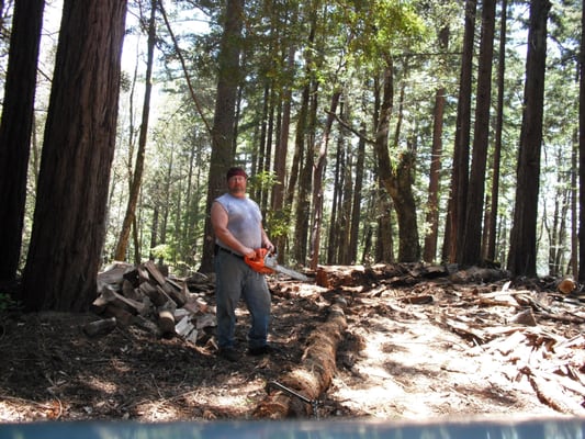 Tree Removal - We will remove your trees! Tree Removal - We will remove your trees!