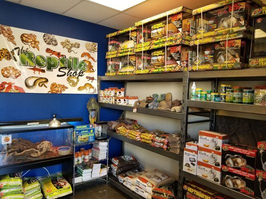 australian cattle dog and poodle mix