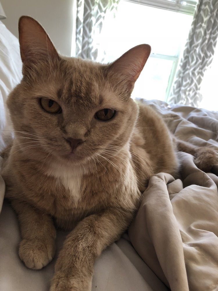 LSU VETERINARY TEACHING HOSPITAL 11 Photos Specialty Schools Skip