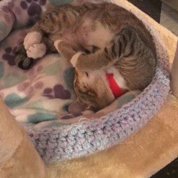 River Kitty Cat Cafe - Themed Cafes Near Me - Evansville, Indiana