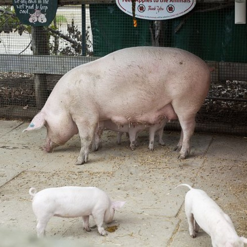 Chudleigh's - Entertainment Farm - Pigs - Farmers Market Near Me - Halton Hills, Ontario Chudleigh's - Entertainment Farm - Pigs - Farmers Market Near Me - Halton Hills, Ontario