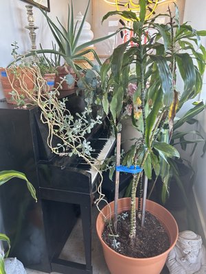 Big Dom's Bagel Shop by null