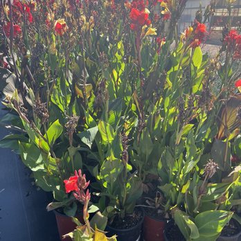 JC Growers - Nurseries & Gardening Near Me - Gilroy, California