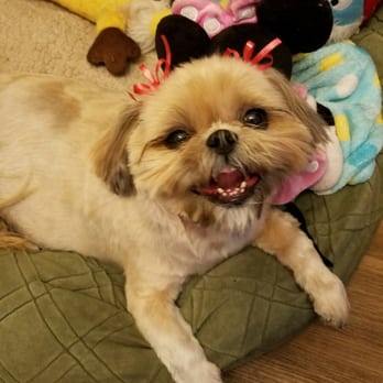 Lara's Doggy in the Window - Mia is so happy  after the grooming by LARA DOGGIE IN THE WINDOW. - Pet Groomers Near Me - Long Beach, California