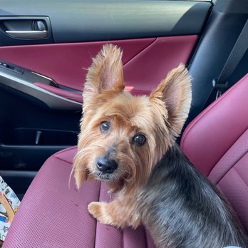 Creative Dog Grooming - JT after a visit to Creative Dog Grooming - Pet Groomers Near Me - Palm Desert, California Creative Dog Grooming - JT after a visit to Creative Dog Grooming - Pet Groomers Near Me - Palm Desert, California