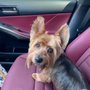 Photo of Creative Dog Grooming