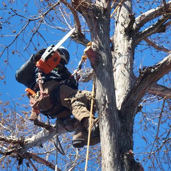 Wester Tree Service - Tree Services Near Me - Midwest City, Oklahoma Wester Tree Service - Tree Services Near Me - Midwest City, Oklahoma