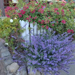 Salt Spring Restaurant - That's one happy catmint plant (the purple one)
