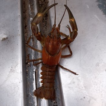 June Lake - Caught a MudBug - Lakes Near Me