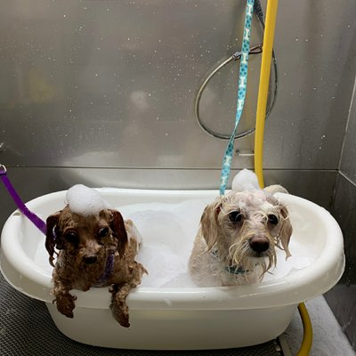 TORRANCE DOG GROOMING & TRAINING - 156 Photos & 52 Reviews - Pet