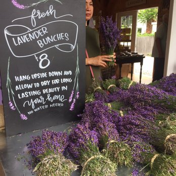 Lavender by the Bay - 7/1/2017 - Pick Your Own Farms Near Me - East Marion, New York Lavender by the Bay - 7/1/2017 - Pick Your Own Farms Near Me - East Marion, New York