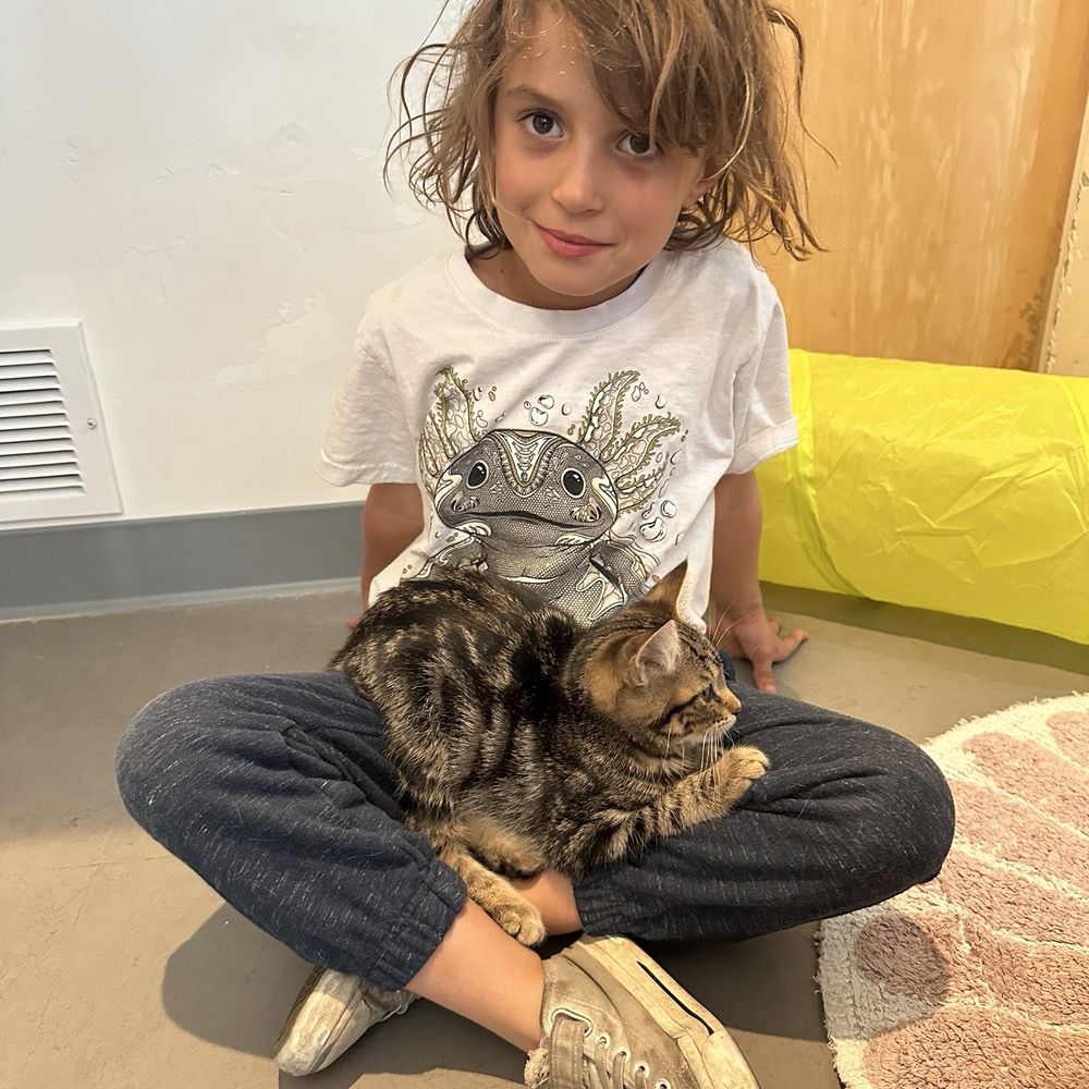 Cat Town - Animal Shelters Near Me - Oakland, California Cat Town - Animal Shelters Near Me - Oakland, California