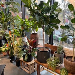 SF Plants