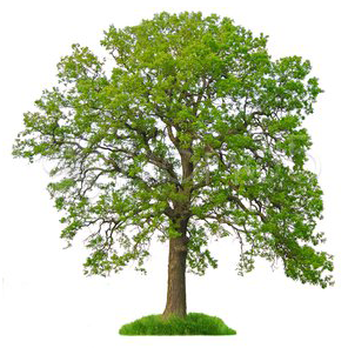 Ashland Tree Service - Tree Services Near Me - Raleigh, North Carolina Ashland Tree Service - Tree Services Near Me - Raleigh, North Carolina