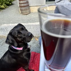 Atlantic Brewing Company - Bar Harbor Real Ale. Dog friendly outside.