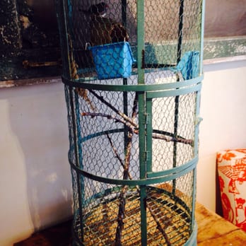 Sole Tree - I love their Zebra Finches in the entrance of the store. Such a sweet cage. - Shoe Stores Near Me - Paso Robles, California