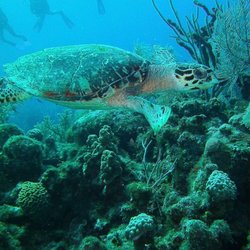 Rip City Scuba Scuba & Watersports
