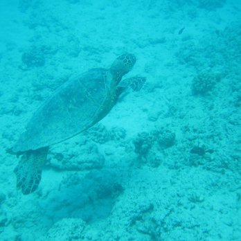 Reef Pirates Diving - Scuba Diving Near Me - Honolulu, Hawaii