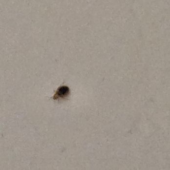 Hydrex Pest Control - Adult bedbugs on wall - Pest Control Near Me - San Diego, California Hydrex Pest Control - Adult bedbugs on wall - Pest Control Near Me - San Diego, California