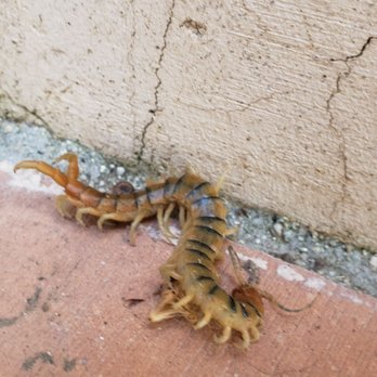 Goodins Pest Control - Pest Control Near Me Goodins Pest Control - Pest Control Near Me