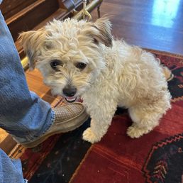 This is Tipsy Loo a rescue, such a well behaved girl! We enjoyed our time sipping on wine and being in her presence.