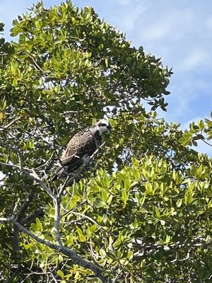 Rising Tide Explorers by null