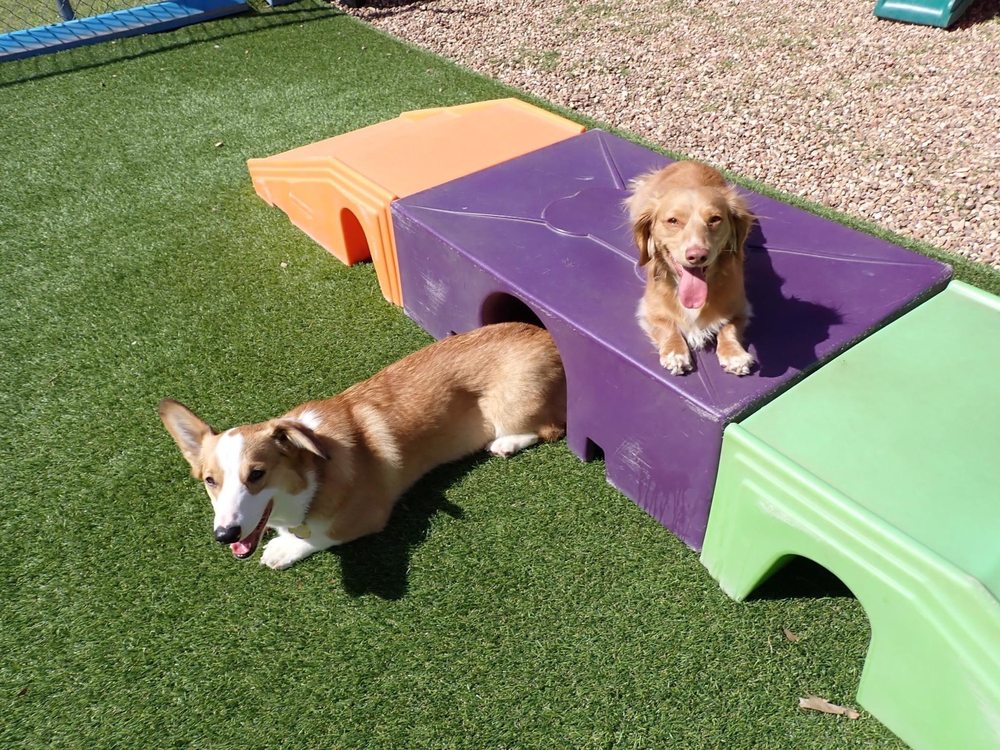 MRS. DOOLITTLE’S PET STAY N PLAY Updated October 2024 42 Photos & 25 Reviews 201 S Eagle