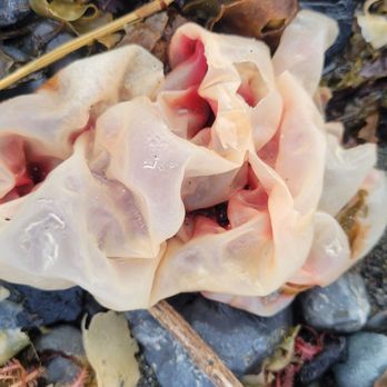 Bishop's Beach - Beaches Near Me - Homer, Alaska