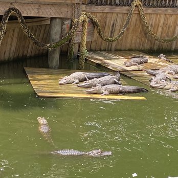 Fudpucker's - Gators - Seafood Near Me - Destin, Florida