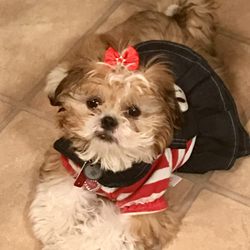 Another Doggone Salon - Mia