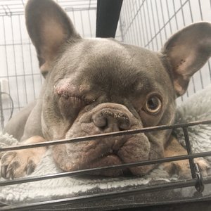 VCA ARBORETUM VIEW ANIMAL HOSPITAL - 48 Photos & 139 Reviews