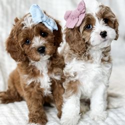 Artisan Doodles - Tuxedo Cavapoo puppies for sale