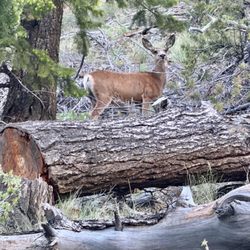Absaroka Mountain Lodge - Mule deer behind the lodge