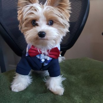 Yoli's Yorkies - Pet Breeders Near Me Yoli's Yorkies - Pet Breeders Near Me