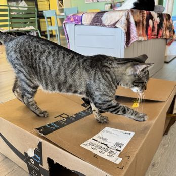 The Cat House - Themed Cafes Near Me - Roselle, Illinois