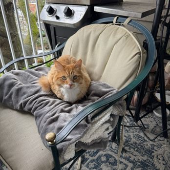 Felinity Cat Care - Pet Groomers Near Me Felinity Cat Care - Pet Groomers Near Me
