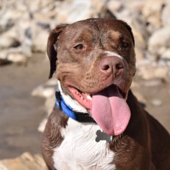 Arroyo Burro Beach - She's not a fan of pools and most water, but this beach made her very happy. - Beaches Near Me - Santa Barbara, California