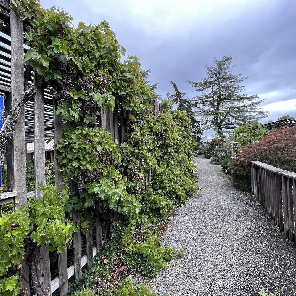 Southern Oregon Nursery - Nurseries & Gardening Near Me - Medford, Oregon Southern Oregon Nursery - Nurseries & Gardening Near Me - Medford, Oregon
