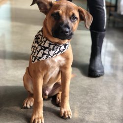 The Ark Pet Spa & Hotel - First Timer!