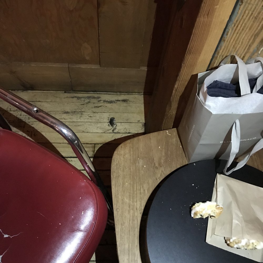 Dark Horse Espresso - I was eating a lemon cranberry scone and while I was in the middle of taking a bite, a mouse fell from the ceiling, hit my hand, and died. - Coffee & Tea Near Me - Toronto, Ontario